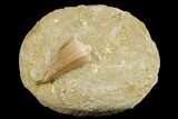 Mosasaur (Mosasaurus) Tooth In Rock - Morocco #179264-1